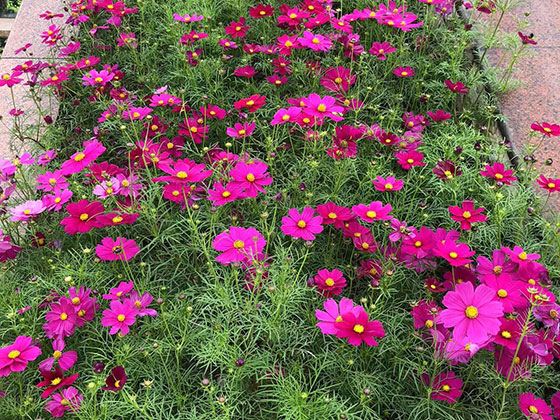 梧州塑料仿真花-广场花坛摆设租赁